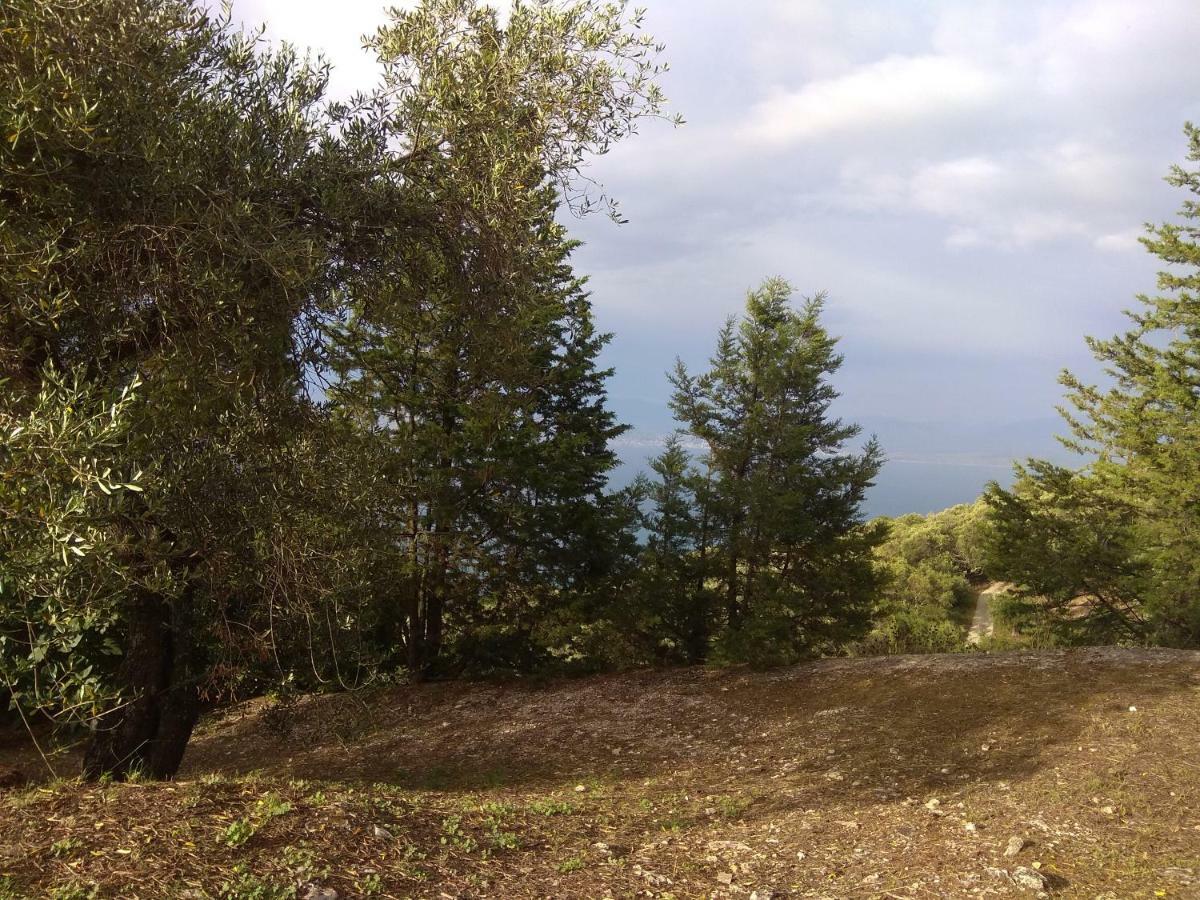 Efi Loutses * Anapaftíria